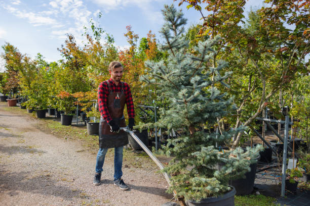 Lawn Pest Prevention in Breezy Point, MN